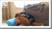 Teddykuscheln... Teddykuscheln...