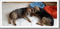 Rocky liebt seine Frauen Rocky liebt seine Frauen